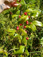 Ilex amelanchier