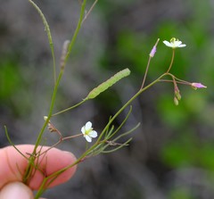 Heliophila variabilis
