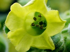 Nicotiana rustica