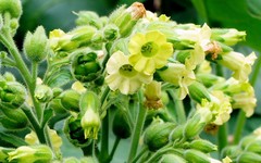 Nicotiana rustica