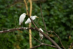 Bubulcus ibis