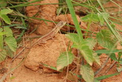 Sitana