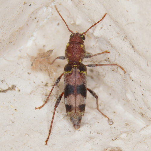 Rustic Borer photo 3