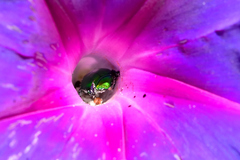 Calomacraspis splendens