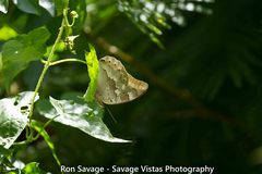 Archaeoprepona demophoon