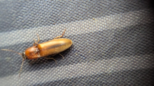 margined click beetle, Noordwijkerhout, Nederland, photo 8 of 10