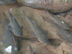 Neolissochilus stracheyi