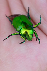 Calomacraspis splendens