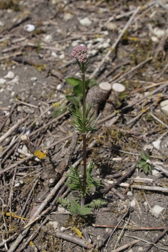 Image of Valeriana stolonifera by (c) Bobo-X, some rights reserved (CC BY)