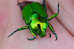 Calomacraspis splendens