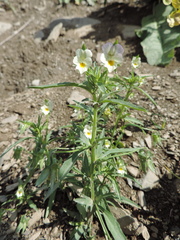 Viola arvensis