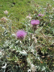 Cirsium pugnax