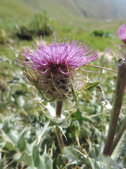 Cirsium pugnax