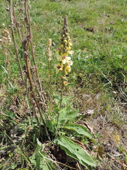 Verbascum wilhelmsianum