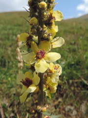 Verbascum wilhelmsianum