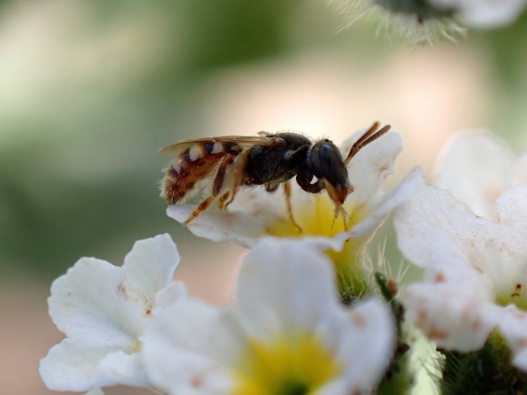 Nomioides fortunatus