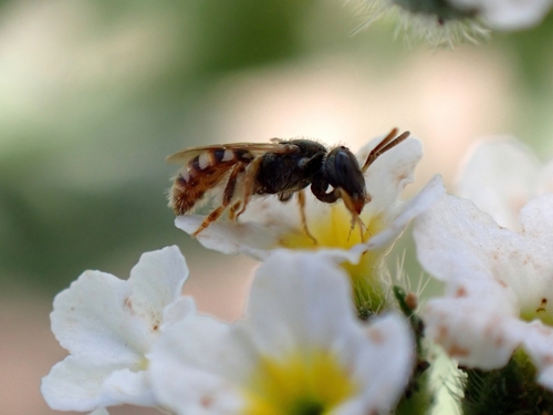 Nomioides fortunatus
