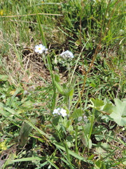 Myosotis alpestris