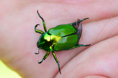Calomacraspis splendens