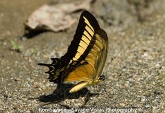 Heraclides androgeus