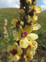 Verbascum wilhelmsianum