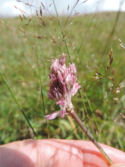 Allium kunthianum