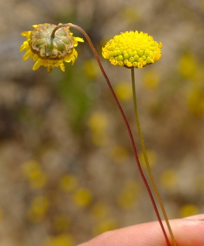 Cotula barbata