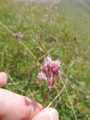 Allium kunthianum