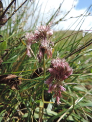 Allium kunthianum