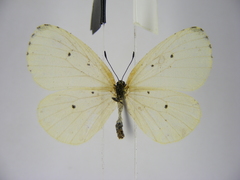 Pentila alba