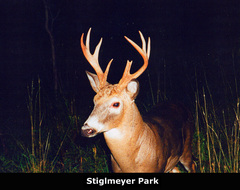 Odocoileus virginianus