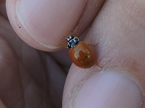 Polished Lady Beetle