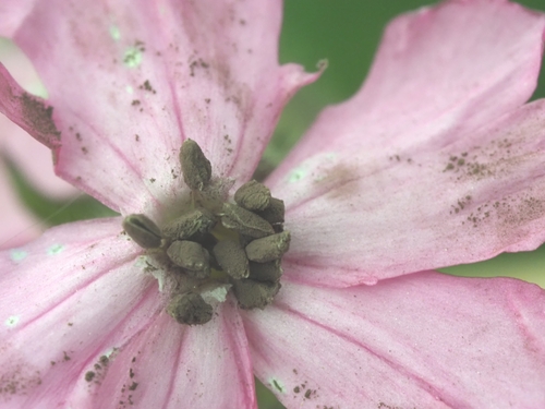 Red Campion Anther Smut