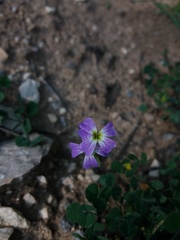 Malcolmia maritima