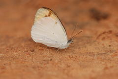 Colotis aurora