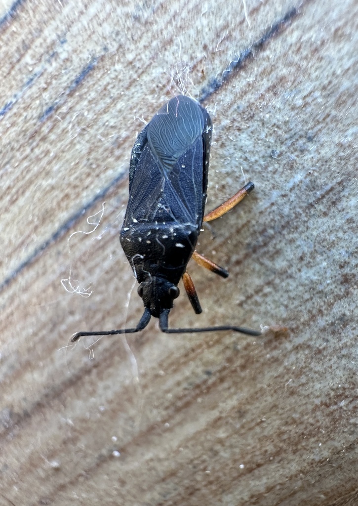Eldarca nigra