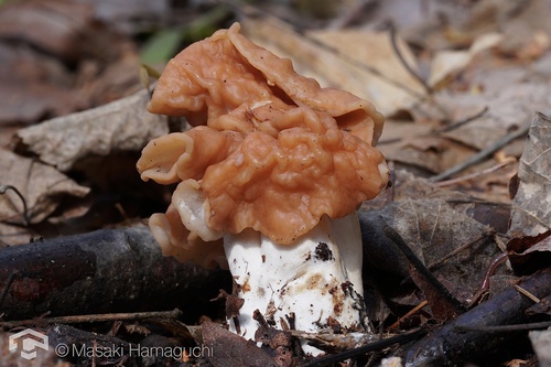 Neogyromitra