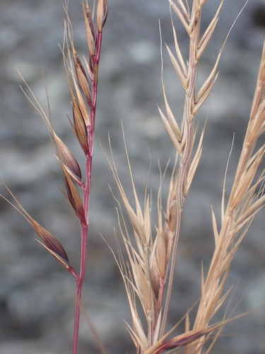 Image of Festuca microstachys by (c) Cricket Raspet, some rights reserved (CC BY)