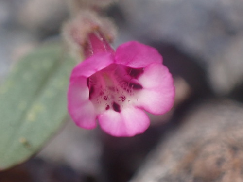 Image of Diplacus layneae by (c) Cricket Raspet, some rights reserved (CC BY)