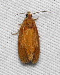 Olethreutes osmundana