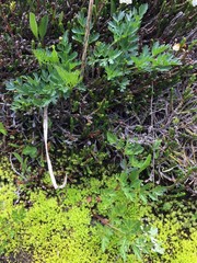 Ligusticum grayi