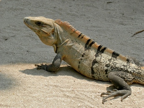 Ctenosaura similis