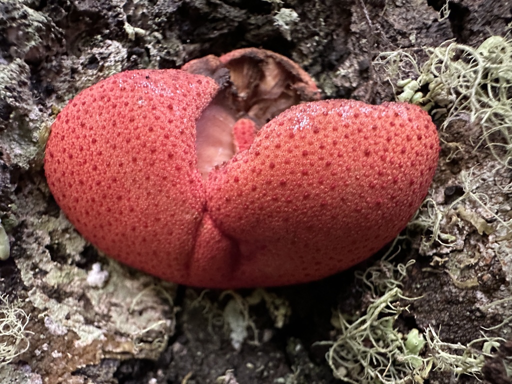 Fistulina antarctica