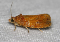 Olethreutes osmundana