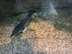 Acipenseridae
