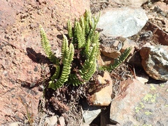 Polystichum lemmonii