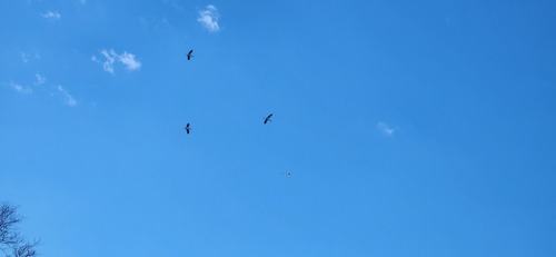 Wood Stork