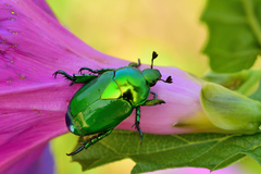 Calomacraspis splendens