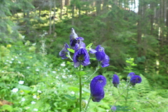 Aconitum firmum
