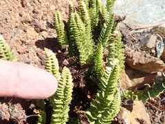 Polystichum lemmonii